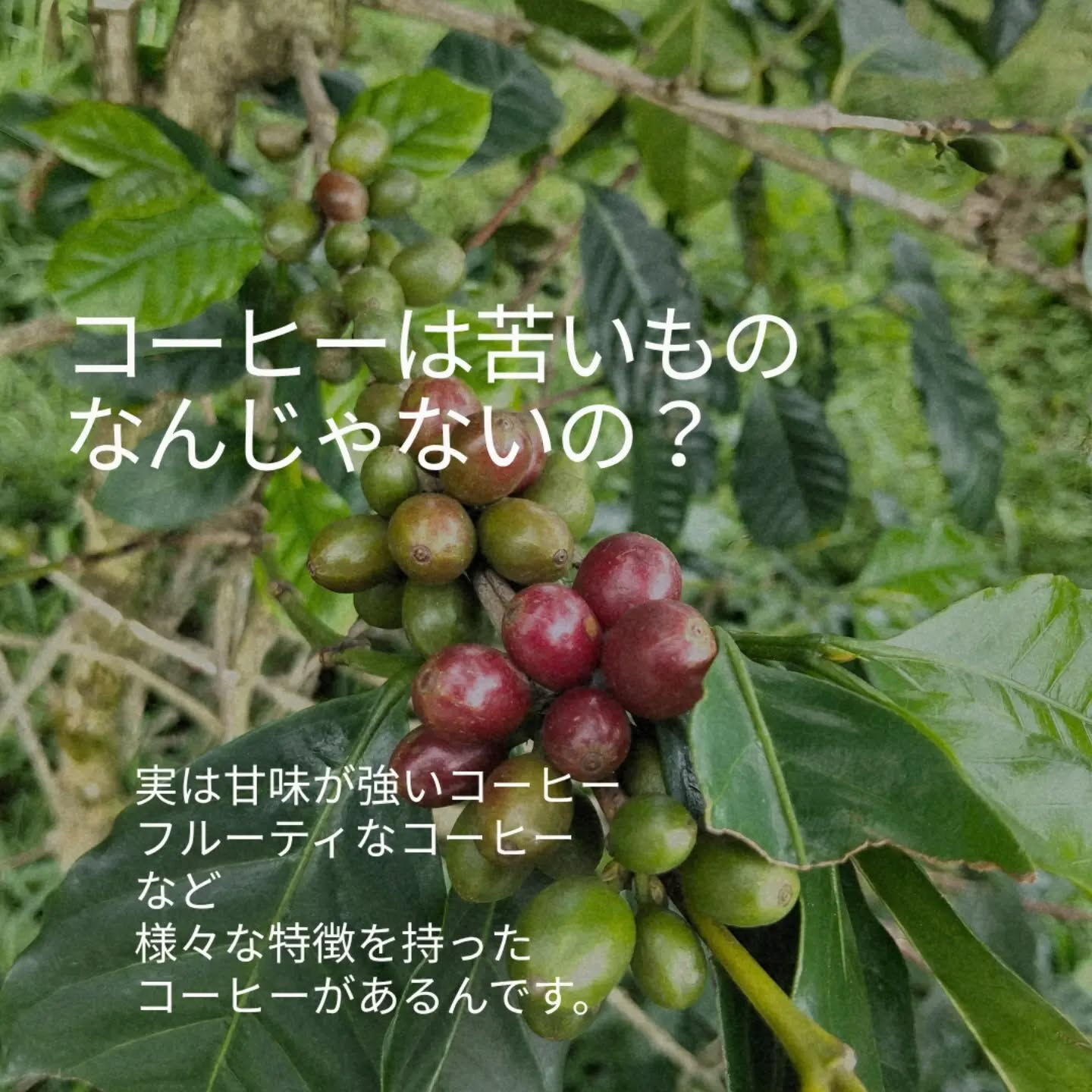 「コーヒーって、苦いもの