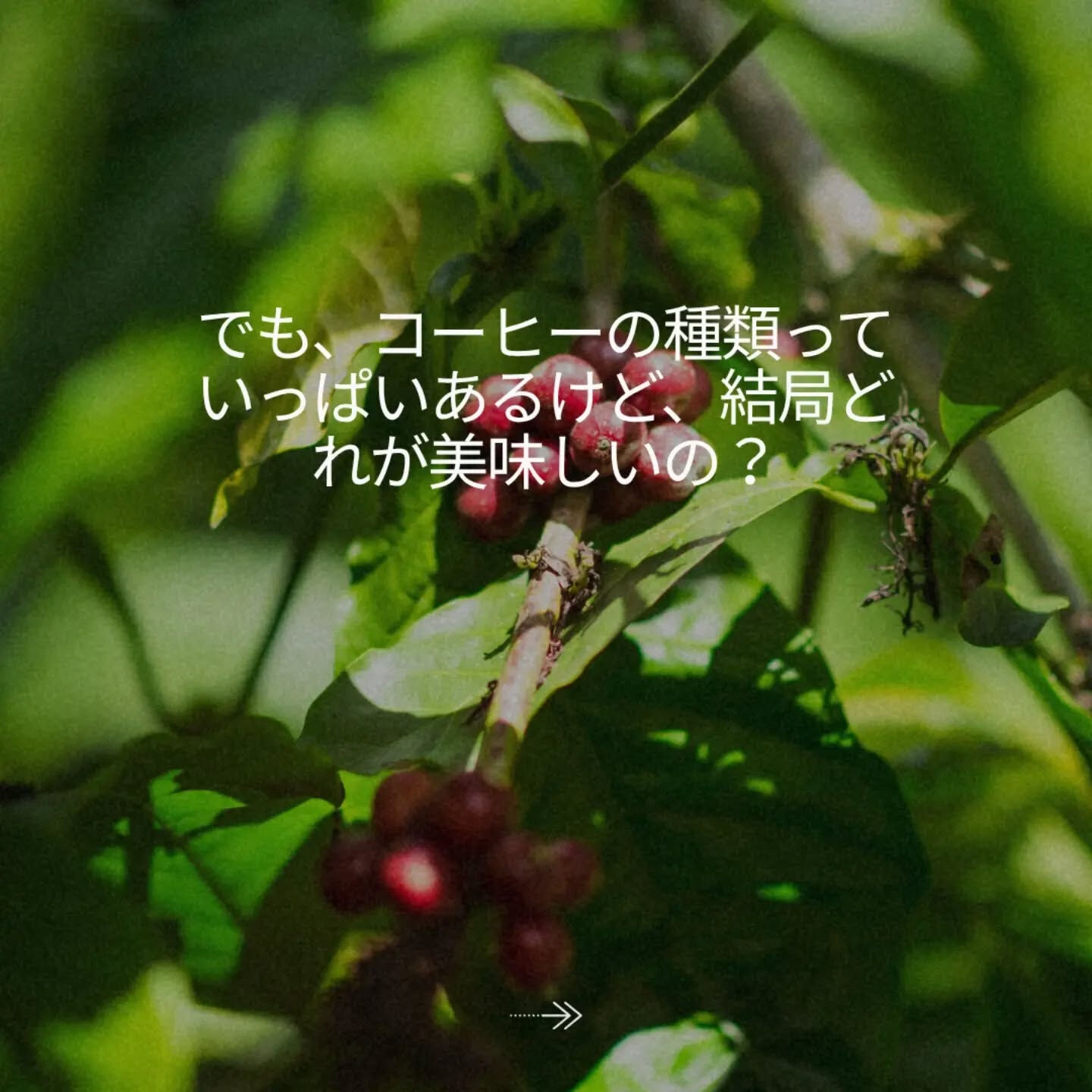 「よく分からないから、とりあえずブレンド